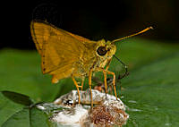 30. Mariposa Saltarina (Hesperidae)_MiguelASicilia.jpg