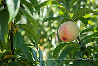 IMDOC4190 Prunus persica.jpg