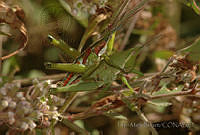 FMB0014 Sphenarium mexicanum ssp. histrio.jpg