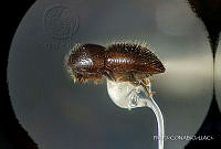 WR012 082 Euwallacea kuroshio.jpg