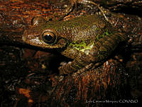 LCM0025 Charadrahyla taeniopus.jpg