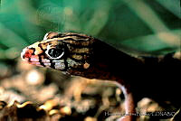 HBB0083 Coleonyx elegans.jpg