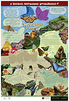 Mariposas Español.jpg