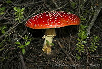 CEOV0005 Amanita muscaria.jpg