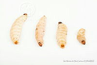 IMDOC3440 Aegiale hesperiaris.jpg