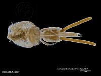 ME006 Z 0427 Caligus tenuifurcatus.jpg
