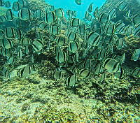 CCR 0013 Chaetodon humeralis.jpg