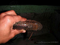 JDL0351 Pterygoplichthys pardalis.jpg