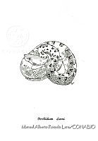 MARL0556 Porthidium dunni.jpg