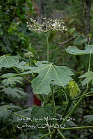 IMDOC3898 Cnidoscolus aconitifolius.jpg