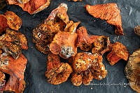 IMDOC Hong 0034 Hypomyces lactifluorum .jpg