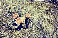 3196 Echinocereus longisetus.jpg