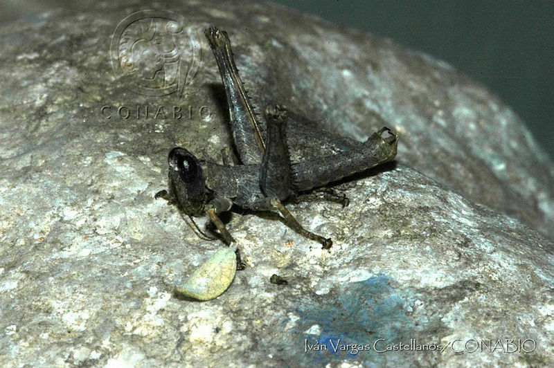 IVC0051%20Teicophrys%20inopinata.jpg.jSf4 tr MbUxDXVhQA3g0JtbmFja29CbnFuZ3NAbXJ6LGtwZwA.nQDTmpm7Rt