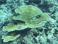 NE018 0374 Acropora palmata.jpg
