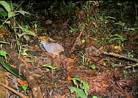 ILT0061 Crypturellus boucardi.jpg