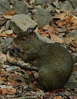 ELC0080 Dasyprocta punctata.jpg