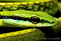 MDL0277 Leptophis diplotropis.jpg