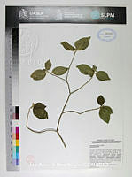 JAdNV0547 Bernardia albida.JPG