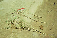 FGM2893 Distichlis spicata.JPG