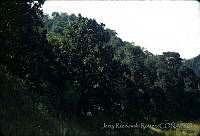 4153 Quercus rugosa.jpg