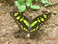 MCS076 Siproeta stelenes ssp. biplagiata.jpg