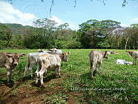 UJGG 001 Bos taurus.jpg