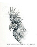 MAPM1140 Probosciger aterrimus.jpg