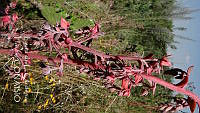 LCF0217 Echeveria gibbiflora.jpg