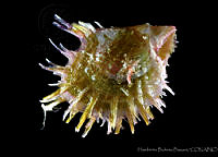 HBB0371 Pinctada longisquamosa.jpg