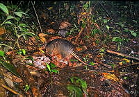 ILT0017 Dasypus novemcinctus.jpg