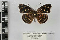 JF018 0548 Anthanassa ardys ardys.jpg