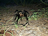 RE009 0056 Aphonopelma pallidum.jpg