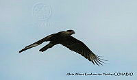 AAKVDH 0004 Caracara cheriway.JPG