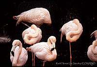 RHLS0006 Phoenicopterus ruber.jpg