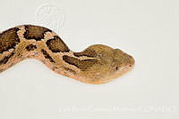 LBCM027 Crotalus ravus.jpg
