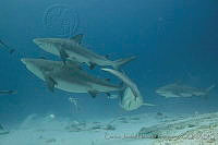 CNS1269 Carcharhinus leucas.jpg