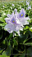 RDR02 Eichhornia crassipes.jpg