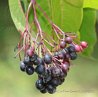MDLLPG0069 Fuchsia arboresens.jpg