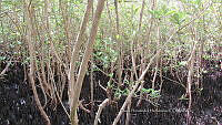 UM002 S0040 Avicennia germinans.jpg