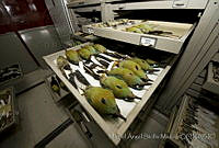 MASM04533 Momotus coeruliceps.jpg