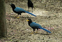 ARS00189 Cyanocorax yucatanicus.jpg