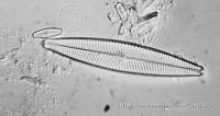 KT018 0175 Navicula radiosa.jpg