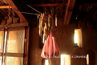 ZG014 0256 Zea mays.jpg