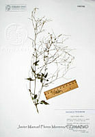 JMFM004 Boerhavia coulteri var. palmeri.JPG