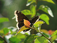 Nymphalis antiopa33.jpg