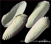 KT014 0489 Cyrtopleura costata.JPG