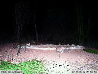 MAGB 0349 Leopardus pardalis.JPG