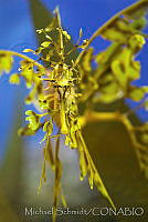 MS0160 Phycodurus eques.jpg