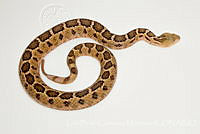 LBCM028 Crotalus ravus.jpg