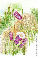 JMRM0025 Neobuxbaumia polylopha.jpg